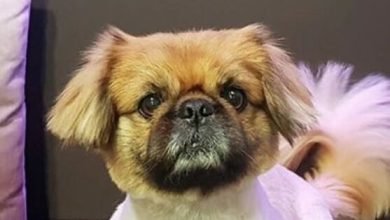 15 Things Only Pekingese Owners Will Understand
