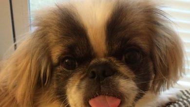14 Delightful Facts About Pekingese