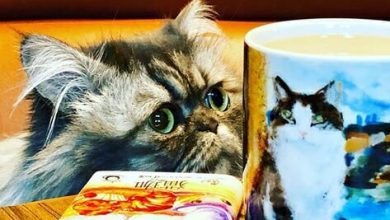 14 Funny Pictures Proving That Persian Cats are True Gourmets