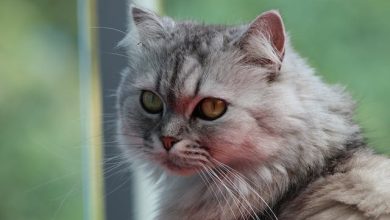 Persian Cat Behavior: Understanding Your Fluffy Feline Friend