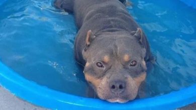 14 Cute Pictures Of Pit Bulls In The Water