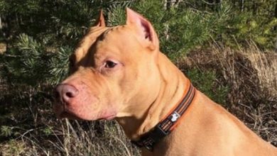 30 Great Dog Names For Red Nose Pit Bulls
