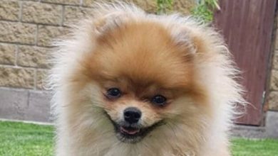 16 Pros And Cons Of Pomeranians
