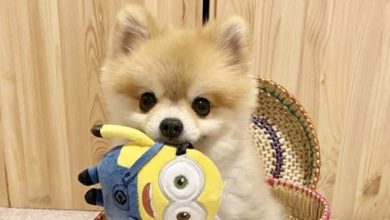 14 Pomeranian Puppies Who Are Too Cute To Be Real!