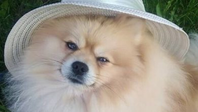 15 Reasons Why You Should Never Own Pomeranians