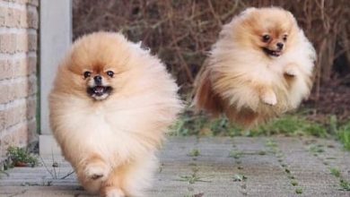 14 Funny Pomeranians That Will Make You Smile