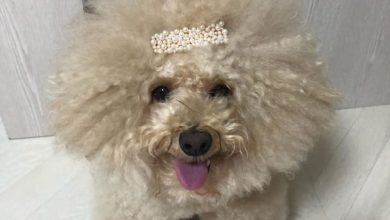 14 Funny Poodle Memes That Will Make You Smile!