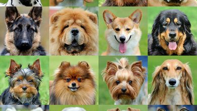 Do you know the 20 most popular dog breeds of 2020