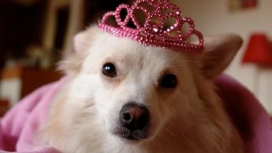 Princess Dog Names – 160 Elegant Dog Names for Girl Puppies