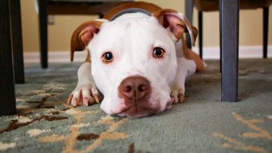 3 Tips on Protecting Your Dog from Indoor Hazards