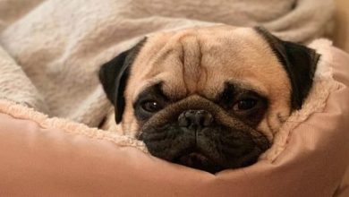 14 Magnificent Facts About Pugs
