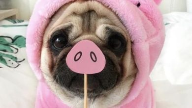 17 Reasons Why It is Impossible Not to Love Pugs