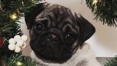14 Funny Pictures Proving That Pugs Know Exactly How to Get Ready For Christmas!