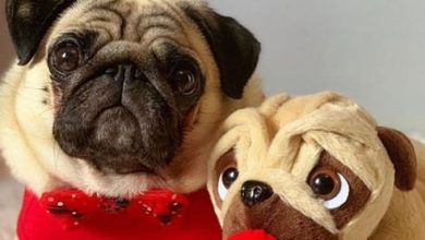 The 14 Best Valentine Costumes for Pugs