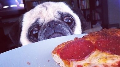 15 Pictures Proving That Pugs Have a Special Relationship With Pizza