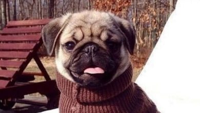 17 Fascinating Pictures Of Fashionable Pugs
