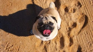 14 Pugs Who Don’t Waste the Summer