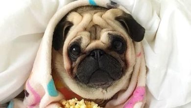 14 Funny Pugs That Love Food And Everything Related To It