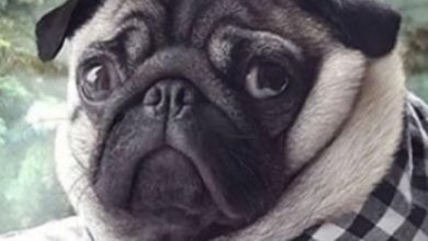 14 Funny Pug Memes to Make Your Day Better!