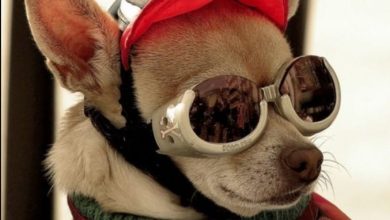 48 Popular Rock and Roll Inspired Dog Names