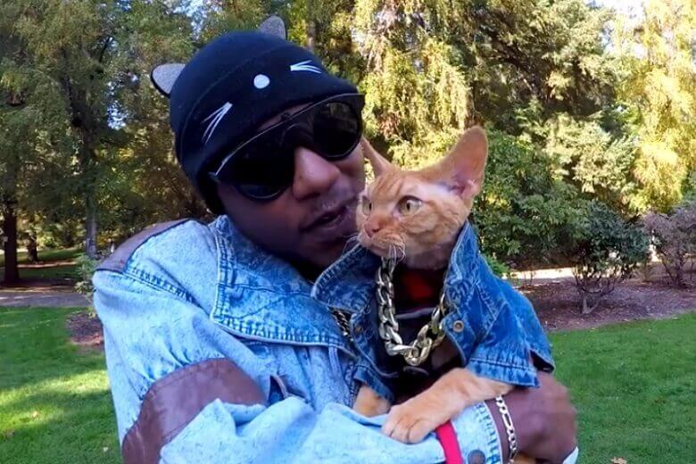 145 Rapper Cat Names – Hip Hop Inspired Cat Names