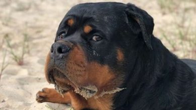 100+ Tough And Aggressive Male Rottweiler Dog Names