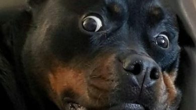 14 Funny Rottweiler Memes That Make You Laugh Too Hard