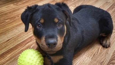 14 Top Photos Of Cheerful Rottweilers