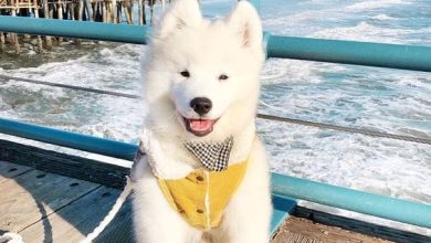 The Next 15 Most Fashionable Samoyed Dogs