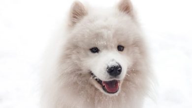14 Reasons Samoyeds and American Eskimo Dogs Are The Pet of the Year