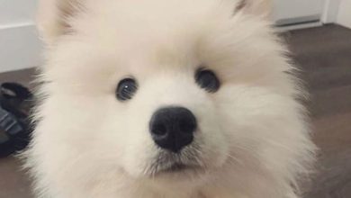 14 Interesting Facts About Samoyed Dogs
