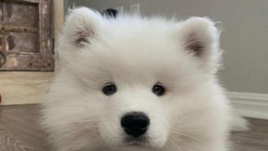 14 Things Only Samoyed Owners Will Understand