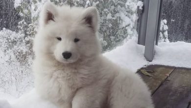 15 Facts All Samoyed Owners Should Know