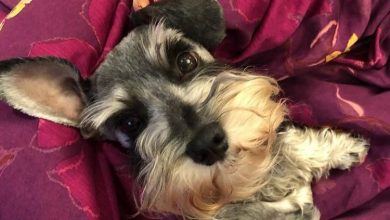 15 Reasons to Have Schnauzers in Your House