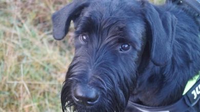 14 Massive Facts About Giant Schnauzers