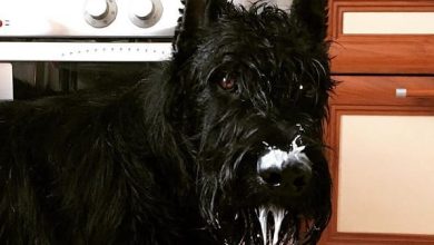 14 Funny Photos Of Giant Schnauzers That Will Make You Smile