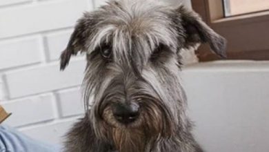 15 Reasons Why You Should Never Own Schnauzers