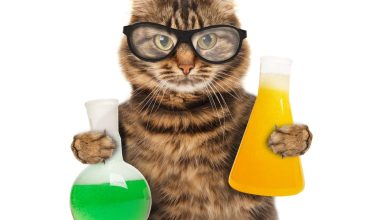 130 Best Science Cat Names For Your Geeky Cats