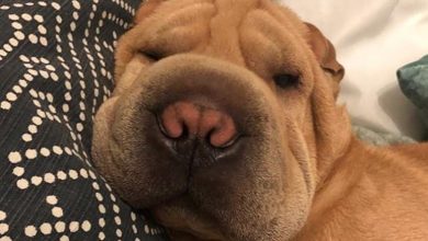 14 Interesting Facts About Shar-Peis