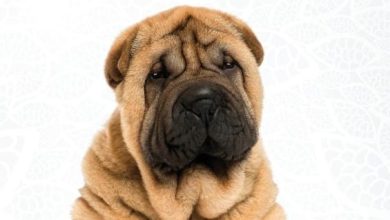 15 Books About Shar-Pei