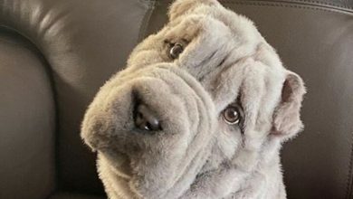 15 Reasons Why You Should Never Own Shar Peis