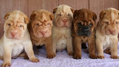 These 16 Cute Shar Pei Puppies Will Make You Fall In Love With Them