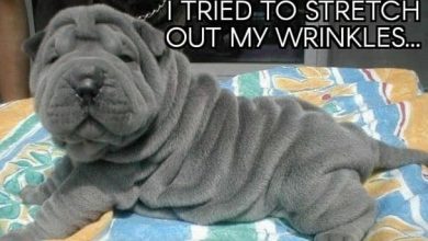 14 Shar-Pei Memes That’ll Leave You Howling With Laughter