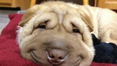 10 Incredibly Cute Pictures Of Smiling Dogs