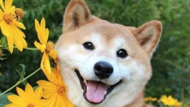 15 Photos Confirming That Shiba Inu Love Flowers