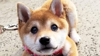 14 Adorable Pictures Of Shiba Inu To Help You Get Through The Day