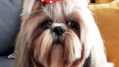 14 Reasons Why You Should Never Own Shih Tzu