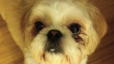 The 14 Funniest Shih Tzu Memes That Will Make You Laugh!