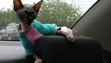 14 Funny Pictures Proving That Sphynx Cats Love Traveling