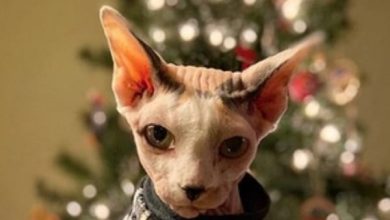 14 Cool Facts About Sphynx Cats
